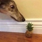 dog staring at pineapple