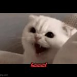 kiiiiiiiiil white cat hiss meme