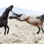 horse fight