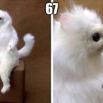 67 | 67 | image tagged in wtf cat | made w/ Imgflip meme maker