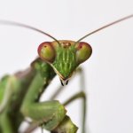 Mantis