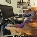 dog on computer