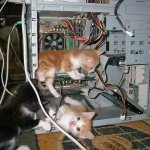 Computer cats