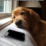 Dog waiting | WHY ISN'T HE CALLING ME BACK? | image tagged in dog waiting | made w/ Imgflip meme maker