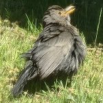 Heatwave blackbird