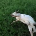 fainting goat GIF Template