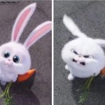Bunny From Pets