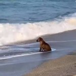 Dog staring at sea