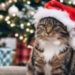 Christmas Cat