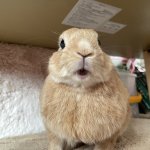 shocked bunny