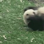 rolling panda GIF Template