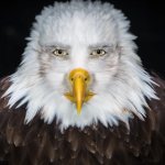 Eagleman is tired of this shit
