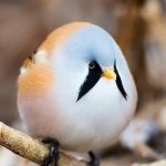 borb
