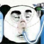 Chinese panda hospitalized template