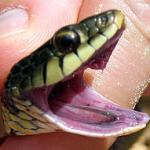 Sarcastic Garter Snake
