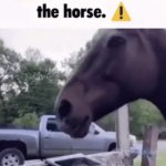 You have alerted the horse (Gif) GIF Template