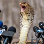 Cobra press conference