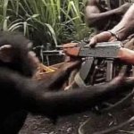Monkey receiving AK-47 rifle