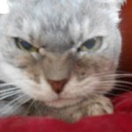 Toy Toy the angry cat