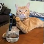 cat with spray bottle