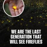 Fireflies