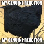 My genuine reaction | MY GENUINE REACTION; MY GENUINE REACTION | image tagged in ohio bird | made w/ Imgflip meme maker