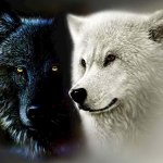 Two Wolves