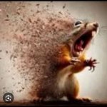 Evaporating Squirrel