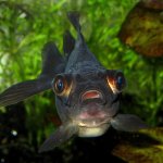 Surprised and scared fish