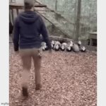 OK Possums ... It's Exercise Time ! | image tagged in gifs,possums,exercise,playing dead | made w/ Imgflip video-to-gif maker