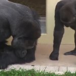 Silverbacks looking at a bug