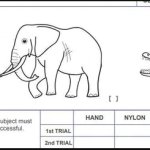Montreal Cognitive Assessment MOCA exam Elephant