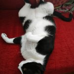 Pablo on the Sofa template