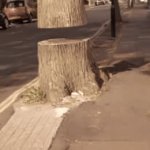 That's Odd ? | image tagged in gifs,odd,tree,fngers | made w/ Imgflip video-to-gif maker