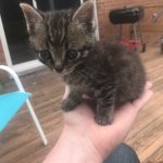 Handheld kitten meme