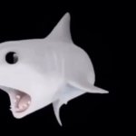Shark surprise GIF Template