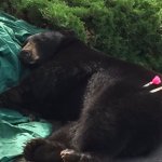 Tranquilizer Bear