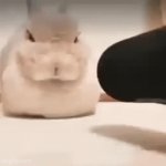 I forgor where i borrowed this from | image tagged in gifs,bunny,meme,memes,funny,shitpost | made w/ Imgflip video-to-gif maker