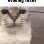 Stole this from PhilyaKotGames | image tagged in gifs,cat,cats,memes,meme,funny | made w/ Imgflip video-to-gif maker
