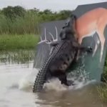 Gator with fake deer