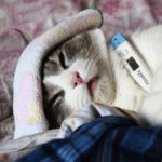 cat sick