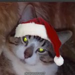 Evil Christmas Kitty