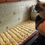 cat and dumplings