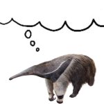 Mmm 10 ants anteater