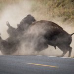 Buffalos Fighting