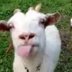 Goat lick licking tongue GIF Template