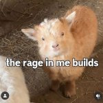 the rage in me builds meme