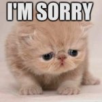 Cat sorry