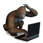 Confused Monkey on Laptop GIF Template