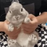 Bunny GIF Template